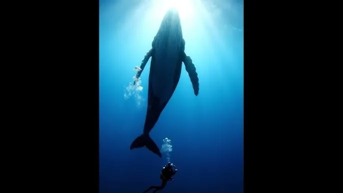 我的好妈妈5在线观看 - 深蓝星球：探索海洋深处的未知世界